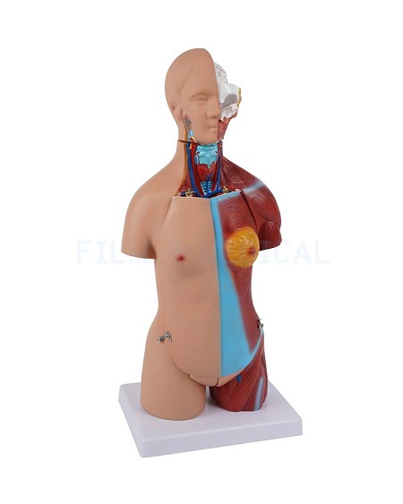 Anatomical Model Small